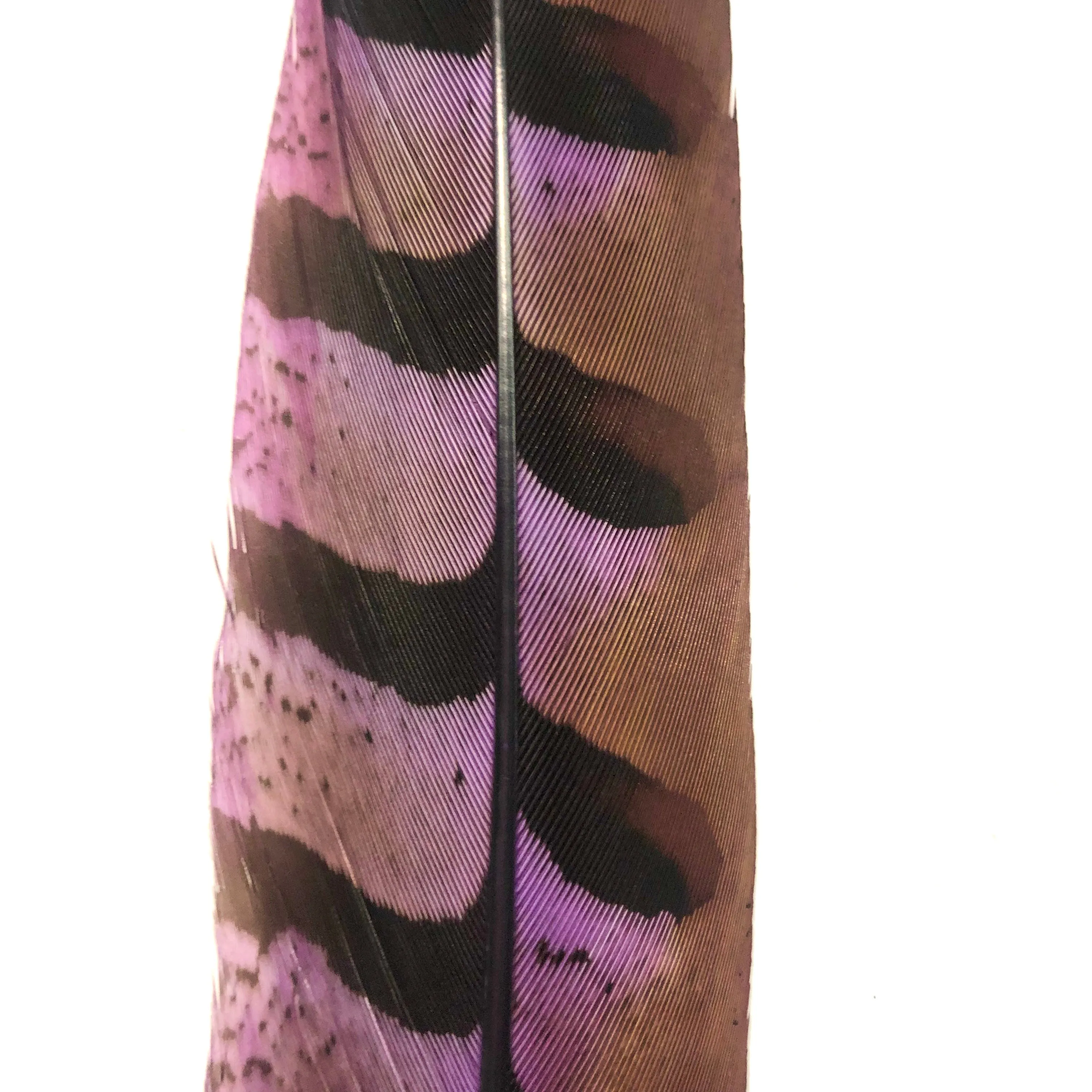 12" to 14" Reeves Pheasant Tail Feather - Purple ((SECONDS))