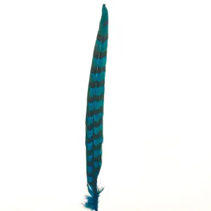 12" to 14" Reeves Pheasant Tail Feather - Turquoise