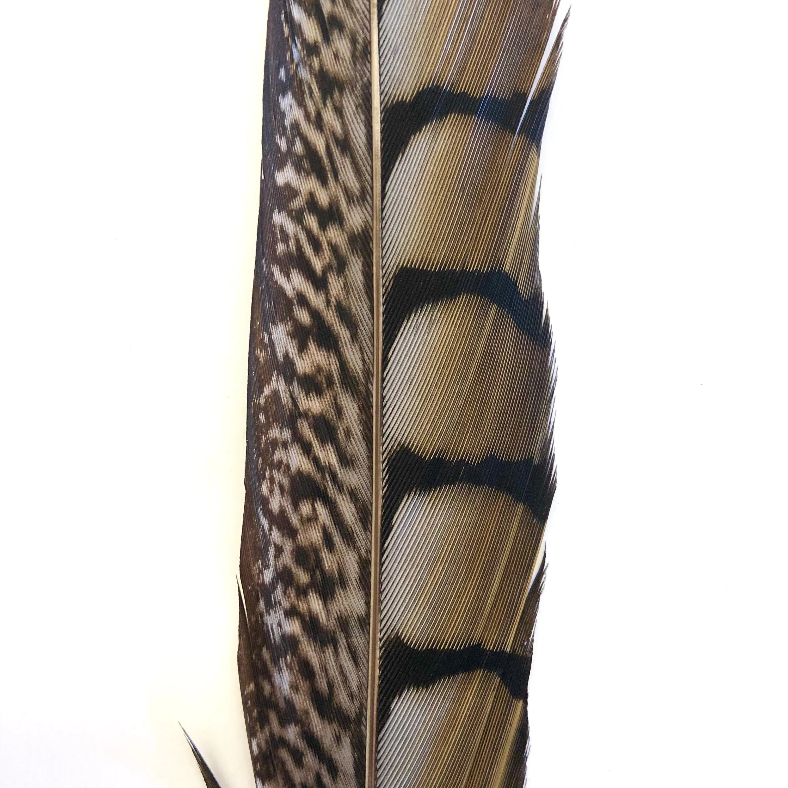 20" to 30" Lady Amherst Pheasant Side Tail Feather - Grey ((SECONDS))