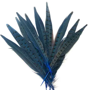 6" to 10" Ringneck Pheasant Tail Feather x 10 pcs - Royal Blue